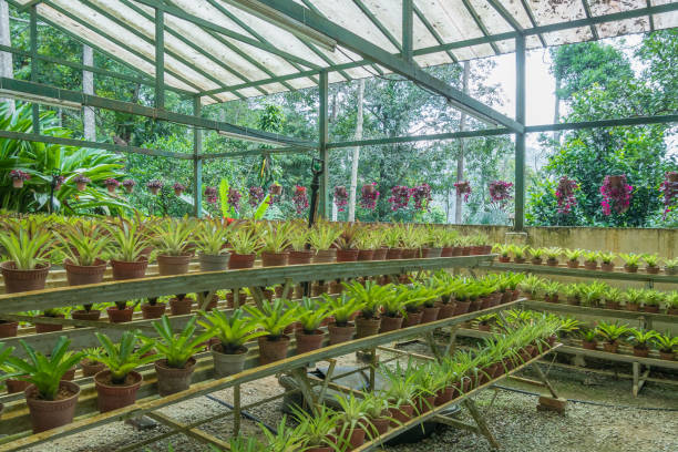 istock Bromeliad garden which is located at botanical garden in Bukit Tinggi, Pahang. 987334268