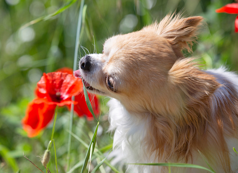 Chihuahua Dog Enjoying Spring Outdoors