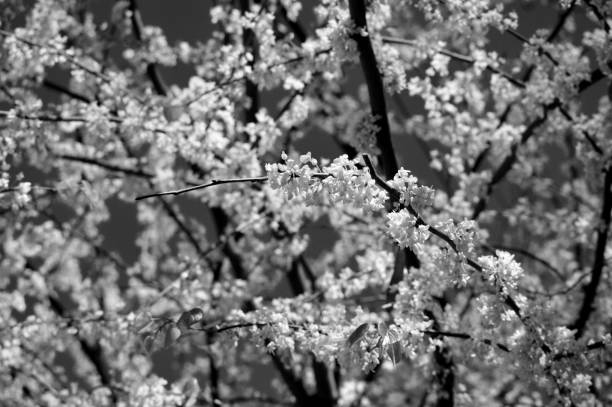 istock Blossoms Along the Branches- B&W 987341522