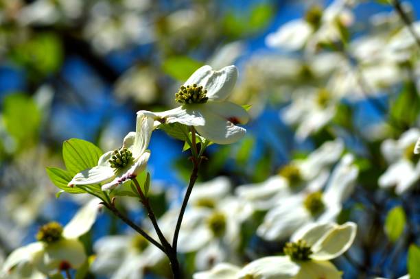 istock Dogwoods in Focus 987342210