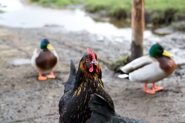 Chicken farming.They feed ducks and chickens.And a beautiful black hen in the center. Selective focus