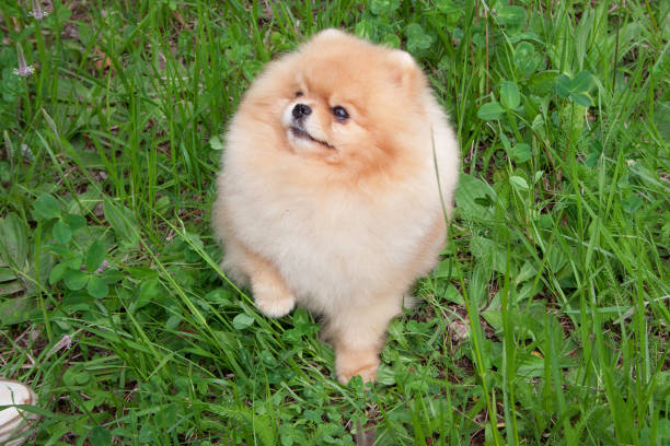 istock Cute pomeranian spitz puppy is standing on a spring meadow. Deutscher spitz or zwergspitz. 987350666