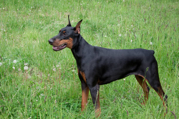 istock Cute doberman pinscher is standing on a green meadow. 987350832
