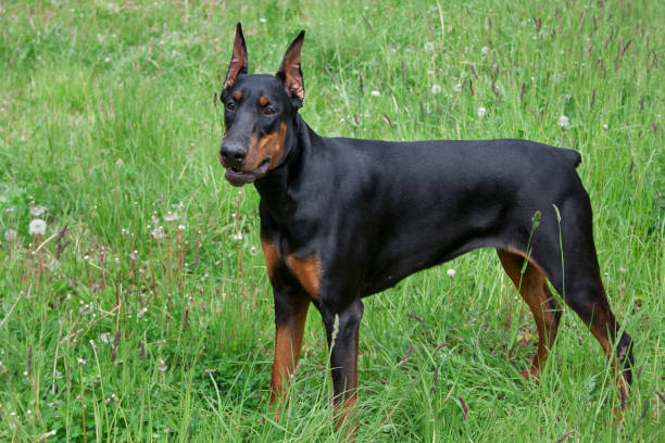 istock Cute doberman pinscher is standing on a green grass. 987350864