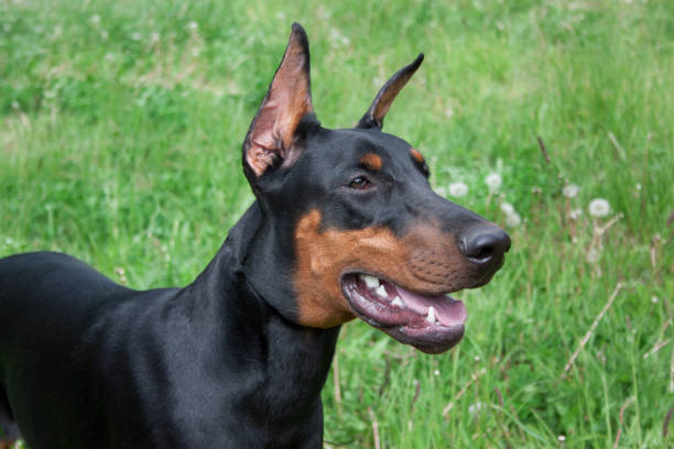 istock Cute doberman pinscher close up. 987350882