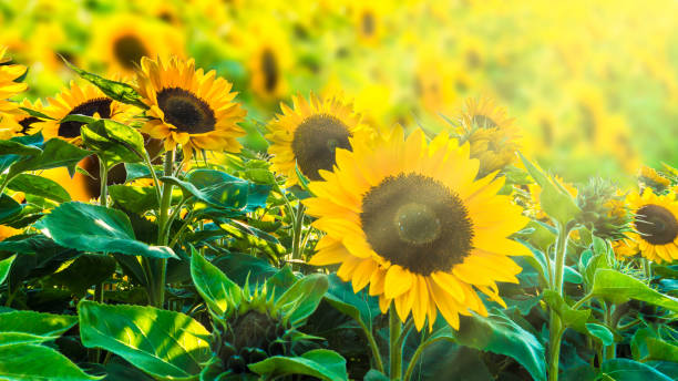 sonnenblume fiel bei sonnenschein - sunflower field scenics landscape stock-fotos und bilder