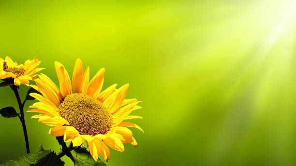 tournesols en été - sunflower flower flower bed light photos et images de collection