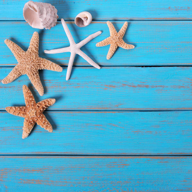 istock Several starfish old weathered blue beach wood deck background 987365732