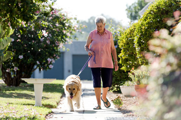 schöne morgensonne als senior frau geht ihr hund einen fuß weg - aging process morning outdoors horizontal stock-fotos und bilder