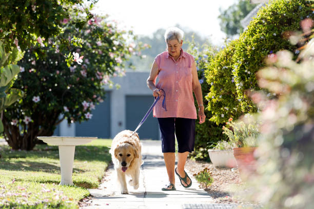 прекрасный утренний солнечный свет, как старшая женщина прогулки ее собака по пешеходной дорожке - aging process morning outdoors horizontal стоковые фото и изображения