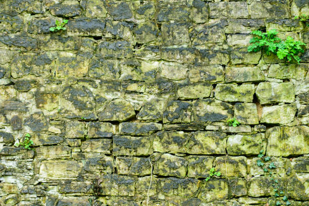 istock Natural background of the stone wall. Rustic texture, the sprout 987370236