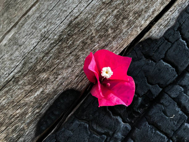 Pink flower on a burnt tree close up.