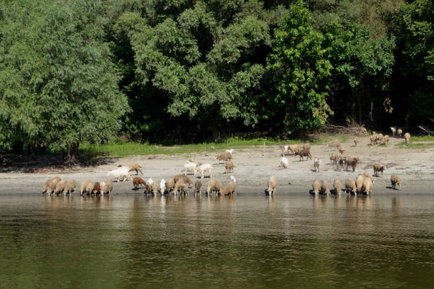 On the lower Danube there are numerous branches, secondary channels that preserve wild flora and fauna.\nThe Danube Islands are the ideal places for agricultural crops, forest cultures,\nanimal husbandry, hiking, fishing and hunting.\nHere a flock of sheep and goats who came to drink water from the Danube River.