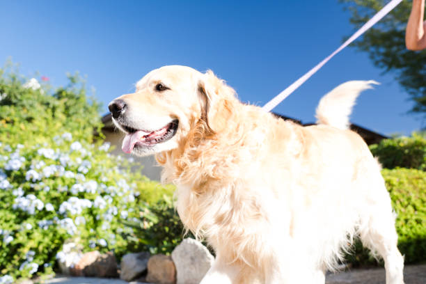 Close up photo of dog and a owner holding the leash