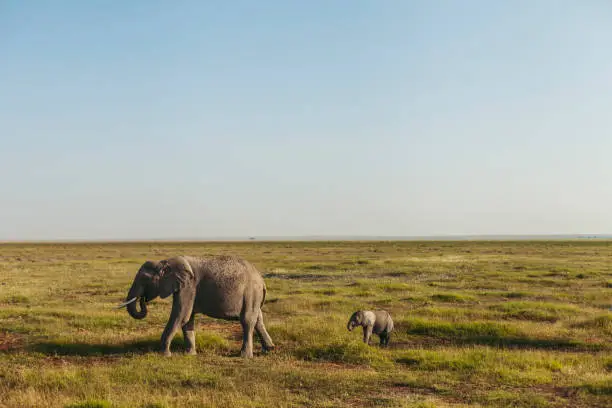 Mum and a baby elephant walking in tandem in Amboseli National Park in Kenya in the early morning.