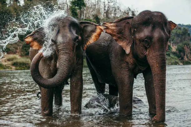 Two asian elephants bathing in a river in Laos