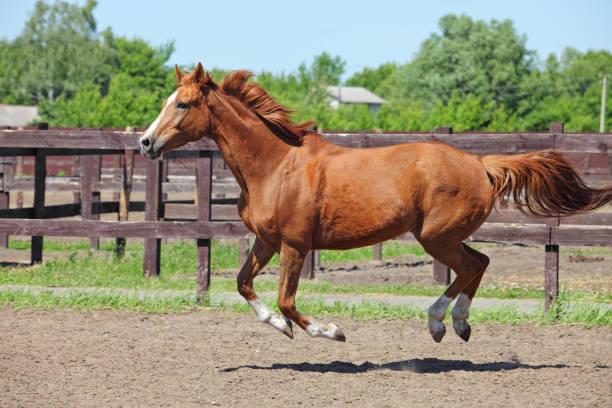 istock Chestnut horse running in paddock on the sand background 987380306