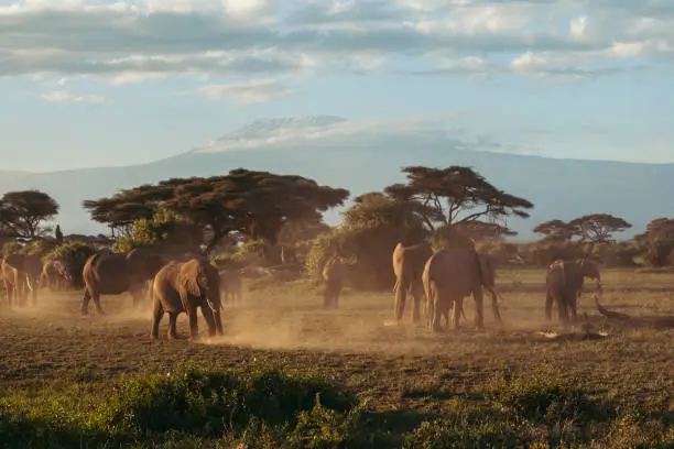 A heard of elephants grazing in the early morning in Amboseli National Park in Kenya. Mount Kilimanjaro in the background.