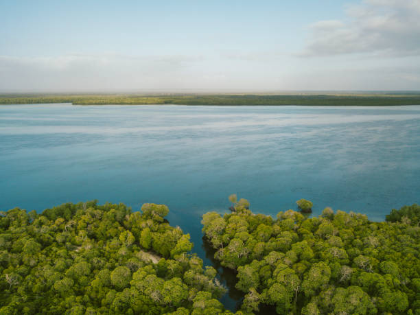 istock Mangroves and Mida Creek with inlet 987382920