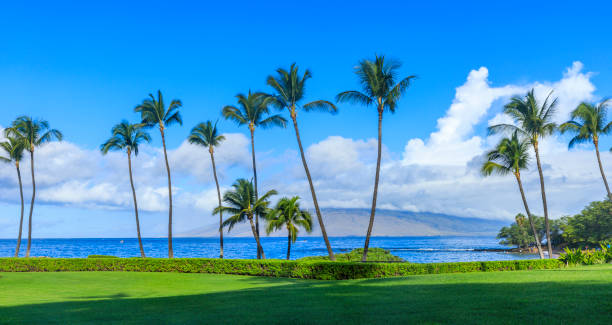 spiaggia di wailea-makena a maui island, hawaii, usa - maui beach palm tree island foto e immagini stock