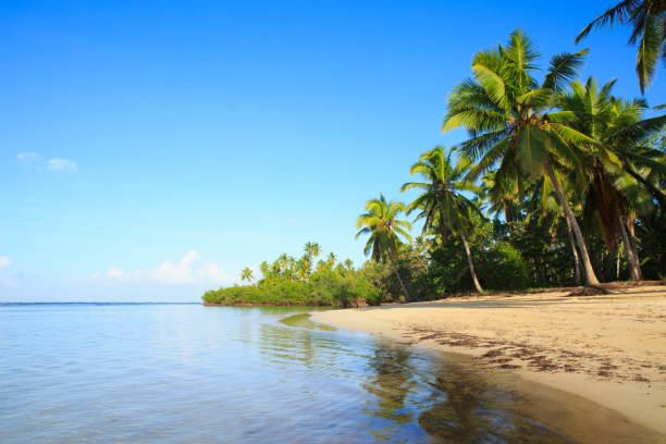 istock Caribbean sea and green palm trees 987388466