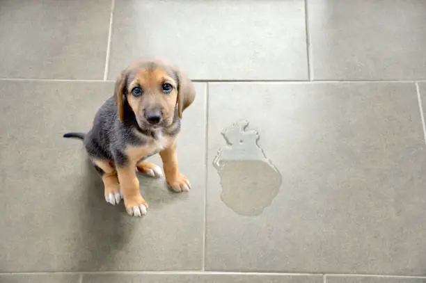 Cute puppy sitting near wet spot