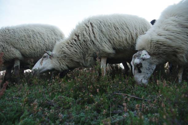 istock Sheep in the morning 987393472