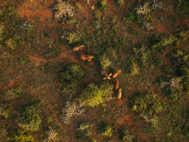 African Elephants in Kenya Aerial View (Drone)