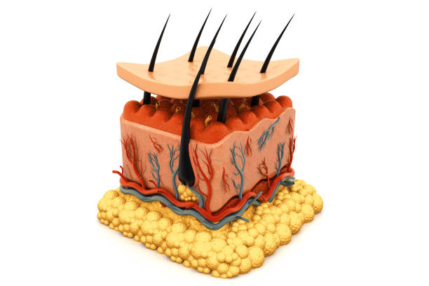 istock Human skin anatomy 987393882