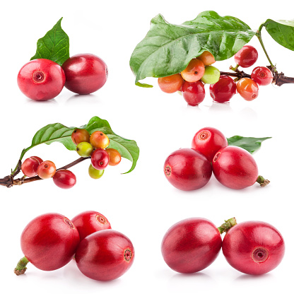 Colección rojo de granos de café sobre una rama de cafeto, bayas maduras y verdes aisladas sobre fondo blanco photo