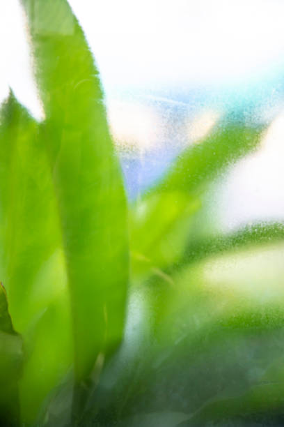 istock Green leaf view through the glass Window 987398490