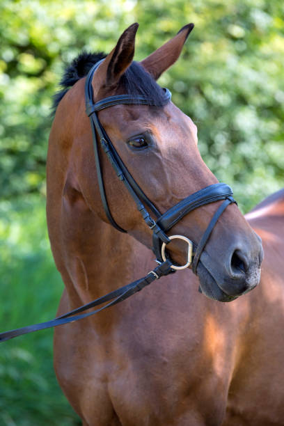 istock Brown horse with green background 987398844