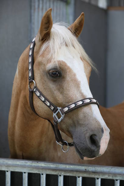 istock Western horse in his stable 987399126