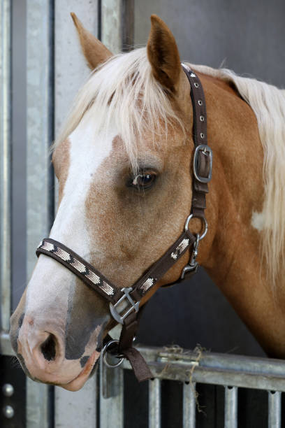 istock Western horse in his stable 987402134