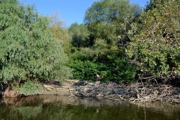 istock Boat tourists in the Danube meadow 987404258