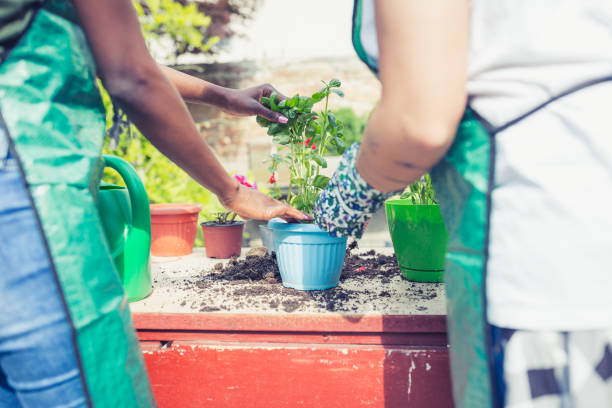 istock Ginger and African woman doing re-potting in a backyard 987413450