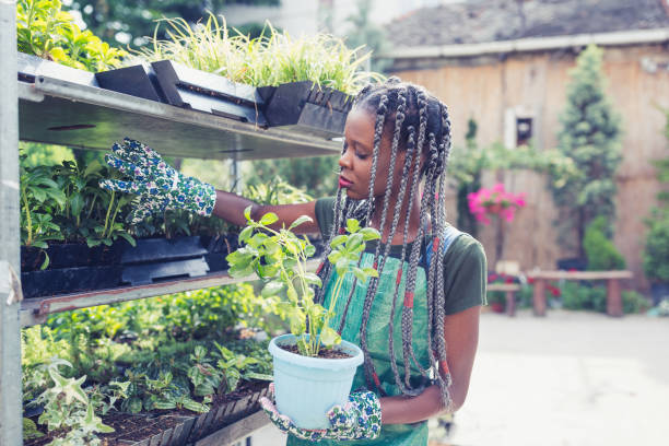 istock African young woman doing re-potting in her backyard 987413786