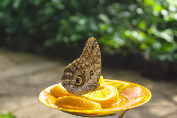istock The most beautiful butterfly in the world 987413946