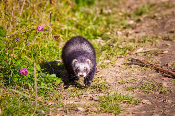 istock the ferret walks in the park 987415076
