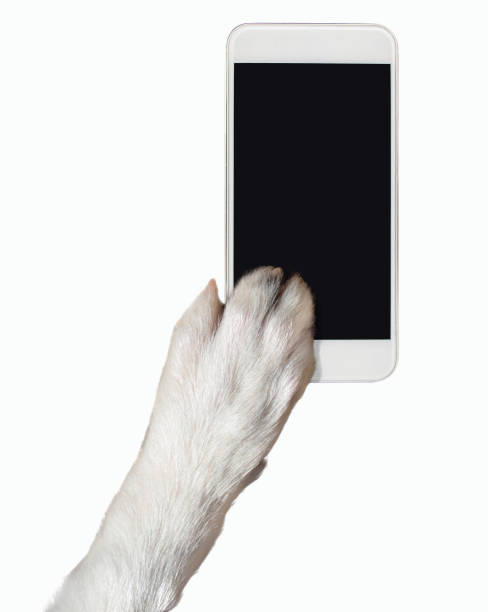 istock dog paw touching the smartphone screen 987432374
