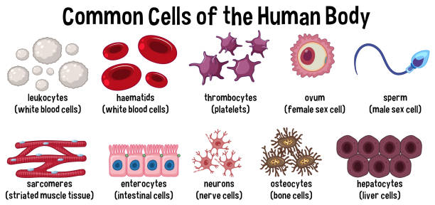illustrations, cliparts, dessins animés et icônes de cellules ordinaires du corps humain - human muscle the human body anatomy body