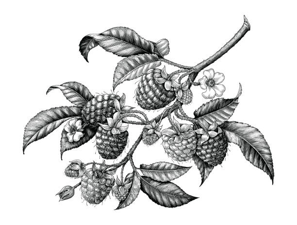 himbeer-zweig handzeichnung schwarz-weiß vintage clipart isoliert auf weißem hintergrund - raspberry stock-grafiken, -clipart, -cartoons und -symbole