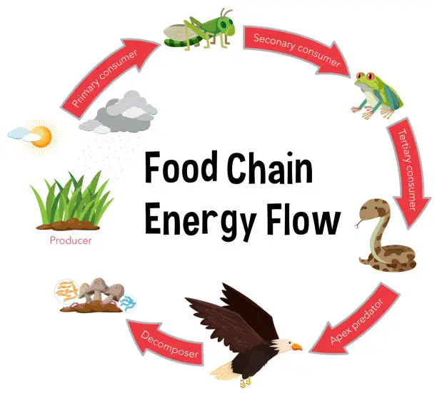 Vector illustration of Food chain energy flow diagram