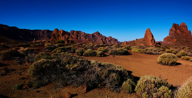 istock arid and volcanic vegetation 987451744