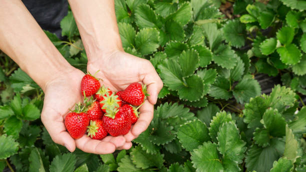 istock Men pick a red strawberry fruit. 987461692