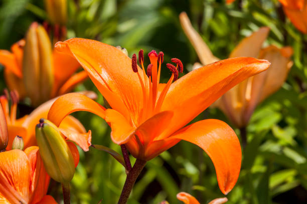 istock Asiatic lily 'Enchantment' 987463638