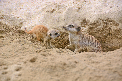 Adult meerkat (  Suricata suricatta) and newborn digging a hole. Facing each other.