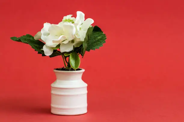 White artificial flower in white porcelain flowerpot on red background