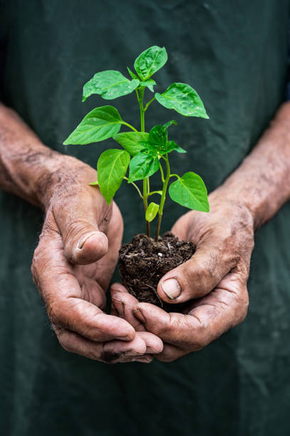 istock Old man holding new growth-hands close up 987468718