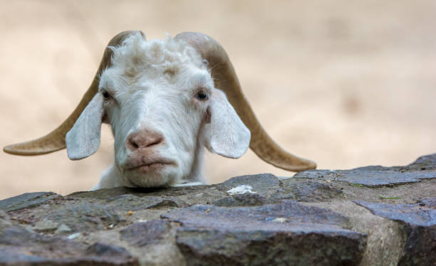 cabra de angorá branca com chifres olhou curiosamente uma parede - angora wool - fotografias e filmes do acervo